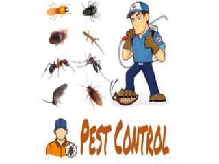 Find the unique alternative sterilization techniques for Pest control Services in Delhi