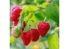 Raspberry Plants in India – Grow Fresh & Juicy Berries with Sheel Biotech