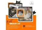 Best Siberian Cat in Bangalore | Siberian Kitten in Bangalore