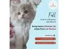 Buy Persian Cat in Bangalore | Buy Persian Kittens in Bangalore