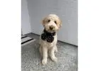 Everything You Need to Know About Goldendoodle Puppies