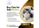 Buy Cats for Sale Online in Bangalore | Cat in Bangalore