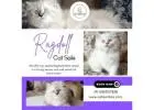 Ragdoll Cat Sale in Bangalore | Best Ragdoll Cat in Bangalore