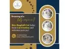 Buy Ragdoll Cat in Bangalore | Ragdoll Cat in Bangalore