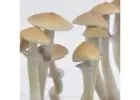 Cambodian Mushroom Strain with Fast Worldwide Shipping