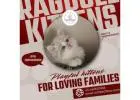 Ragdoll Kittens in Bangalore | Ragdoll Cat Sale in Bangalore