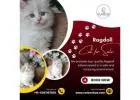 Ragdoll Cat for Sale in Bangalore | Best Ragdoll Cat in Bangalore