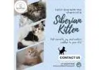 Siberian Kitten in Bangalore | Kittens in Bangalore
