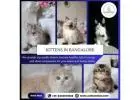Kittens in Bangalore | Best Cat in Bangalore
