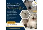 Himalayan Kittens in Bangalore | Himalayan Cat in Bangalore