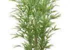 Artificial Black Bamboo Plant