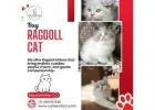 Buy Ragdoll Cat in Bangalore | Ragdoll Cat Sale in Bangalore