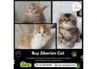 Buy Siberian Cat in Bangalore | Siberian Kitten in Bangalore