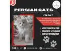 Persian Cats for Sale in Bangalore | Buy Persian Cat in Bangalore