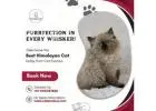 Best Himalayan Cat in Bangalore | Buy Himalayan Kittens in Bangalore
