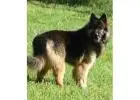 Trusted King Shepherd Breeder – Blue Sea Shepherds