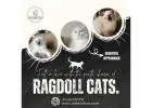 Ragdoll Cat in Bangalore | Best Kittens in Bangalore