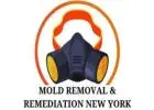 Mold Removal & Remediation New York - Bronx