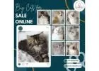 Buy Cats for Sale Online in Bangalore | Buy Kittens in Bangalore