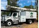 Tree Removal Services Windsor