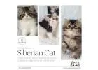 Best Siberian Cat in Bangalore | Siberian Kitten in Bangalore