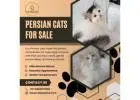 Persian Cats for Sale in Bangalore | Best Persian Cat in Bangalore