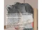 Healthy African Grey Parrots for Sale – Hand Raised & Fully Certified