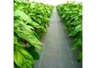 Weed Mat: The Smart Shield for Soil Protection and Sustainable Gardening