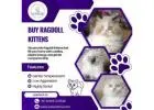 Buy Ragdoll Kittens in Bangalore | Ragdoll Cat in Bangalore