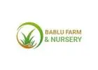 Natural Grass Dealers – Bablu Farm and Nursery