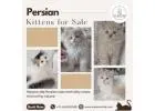 Persian Kittens for Sale in Bangalore | Buy Persian Cat in Bangalore