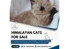Himalayan Cat for Sale in Bangalore | Best Himalayan Cat in Bangalore