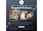 Ragdoll Kittens in Bangalore | Buy Ragdoll Cat in Bangalore