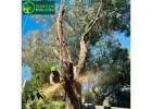 Professional Arborist Services in Brighton