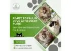 Buy Siberian Kittens in Bangalore | Siberian Cat Sale in Bangalore