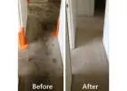 Expert Carpet Restoration in Sunshine Coast for Fresh, Revived Floors