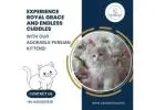 Persian Kittens in Bangalore | Buy Persian Cat in Bangalore