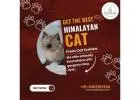 Best Himalayan Cat in Bangalore | Himalayan Cat in Bangalore