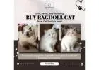 Buy Ragdoll Cat in Bangalore | Best Ragdoll Cat in Bangalore