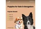 Best Puppies for Sale in Bangalore