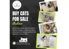 Buy Cats for Sale Online in Bangalore | Cats in Bangalore