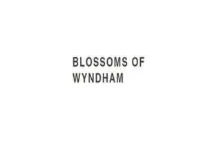 flower delivery Yarraville - Blossoms of Wyndham