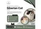 Siberian Cat Sale in Bangalore | Siberian Kitten in Bangalore