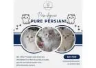 Best Persian Cat in Bangalore | Buy Persian Kittens in Bangalore