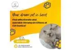 Himalayan Kittens for Sale in Bangalore | Himalayan Cat in Bangalore