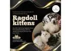 Ragdoll Kittens in Bangalore | Best Ragdoll Cat in Bangalore