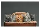 Persian Kittens for Sale Near Me – Khan Kittens