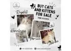 Buy Cats and Kittens for Sale in Bangalore | Cat in Bangalore