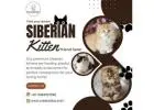 Buy Siberian Kittens in Bangalore | Siberian Kitten in Bangalore