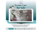 Persian Cats for Sale in Bangalore | Best Persian Cat in Bangalore